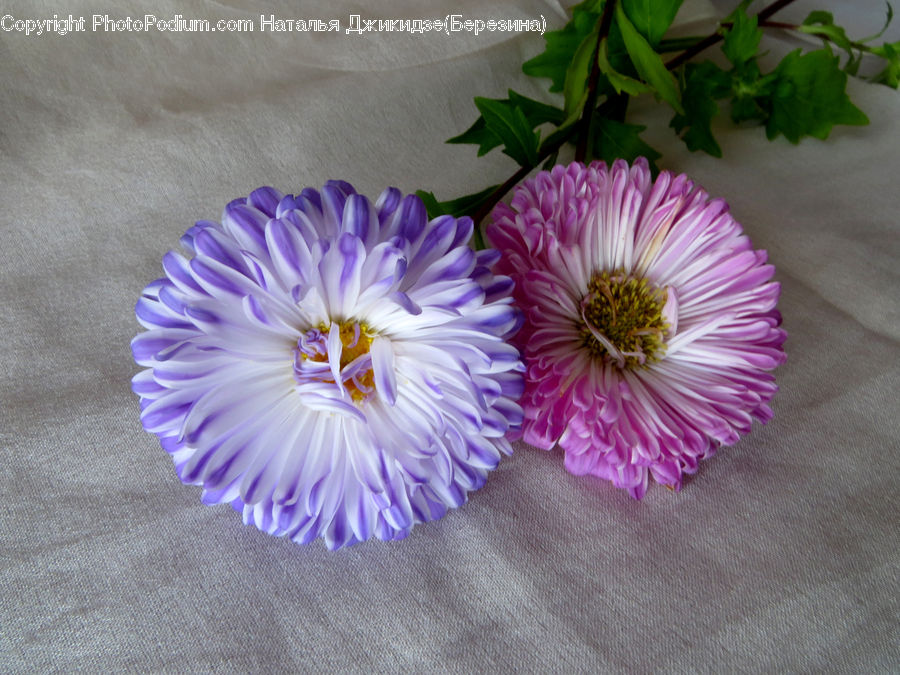 Herbs, Mint, Plant, Potted Plant, Aster, Blossom, Flower