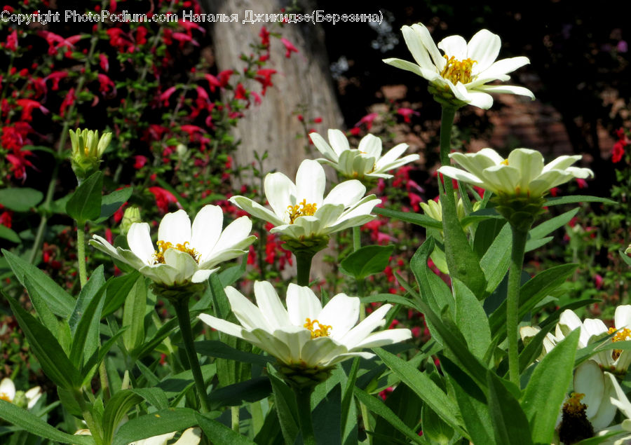 Blossom, Flora, Flower, Plant, Potted Plant, Daisies, Daisy