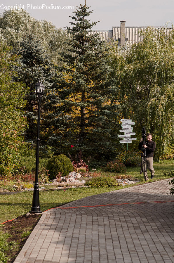Conifer, Fir, Plant, Tree, Abies, Spruce, Exercise