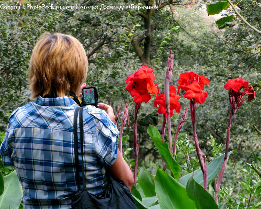 Human, People, Person, Flora, Flower, Gladiolus, Plant