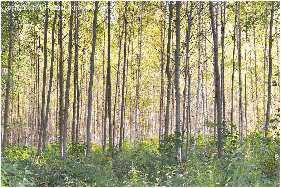 Forest, Vegetation, Birch, Tree, Wood, Grove, Land