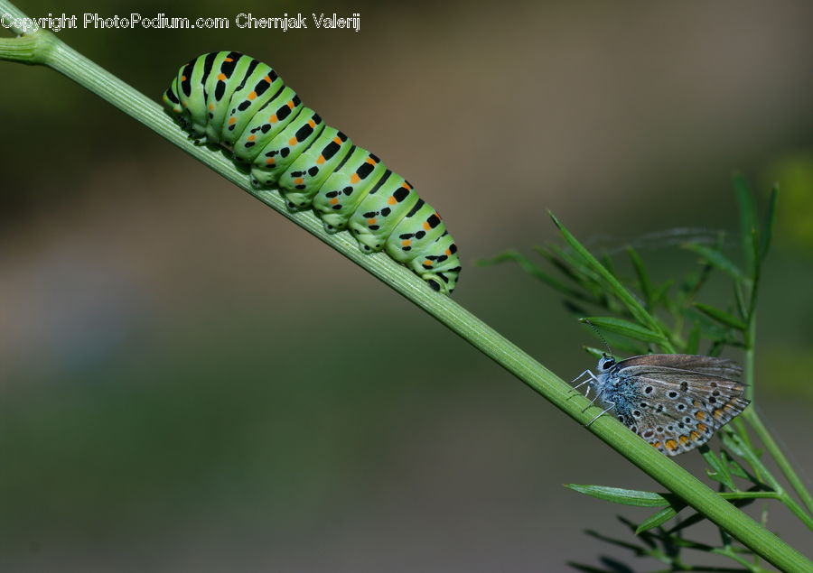 Dill, Plant, Butterfly, Insect, Invertebrate, Cricket Insect, Grasshopper
