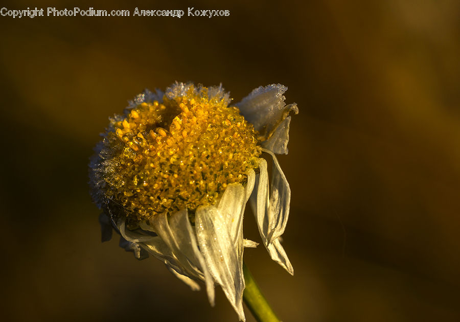 Bee, Insect, Invertebrate, Crystal, Andrena, Apidae, Bumblebee
