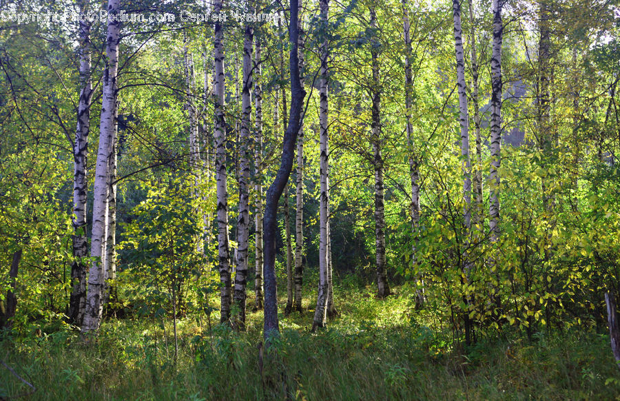 Birch, Tree, Wood, Forest, Vegetation, Grove, Land