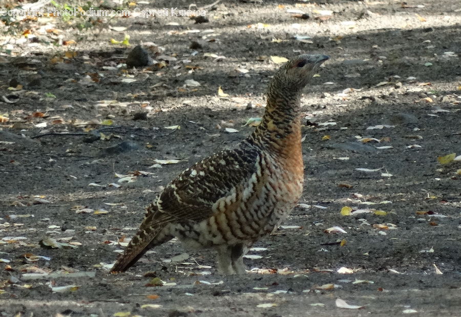 Bird, Grouse, Ptarmigan, Partridge, Waterfowl, Pheasant