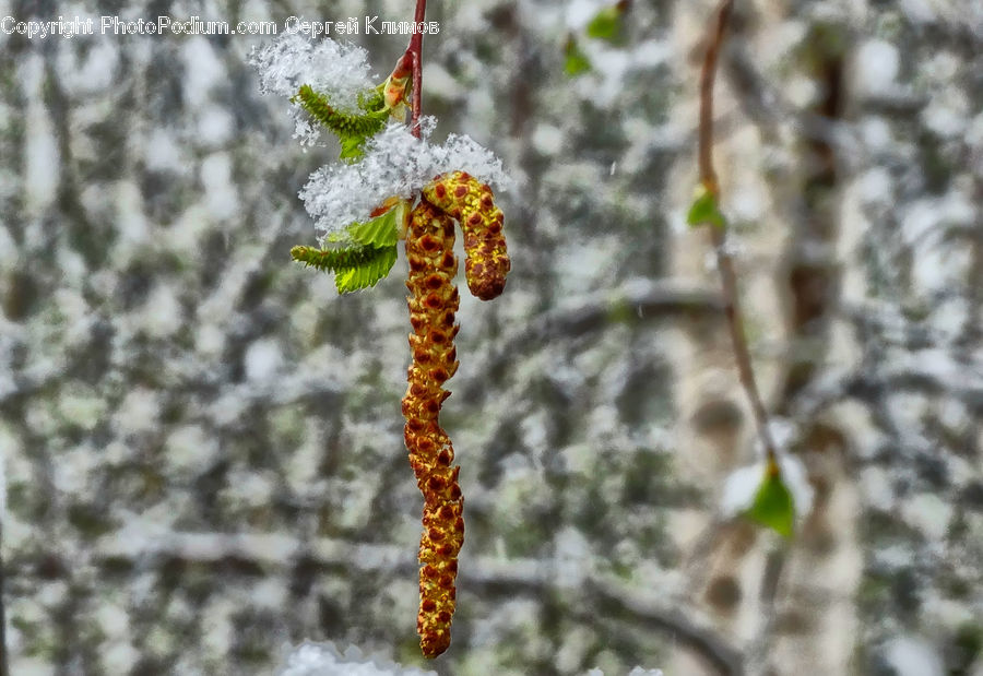 Frost, Ice, Outdoors, Snow, Birch, Tree, Wood