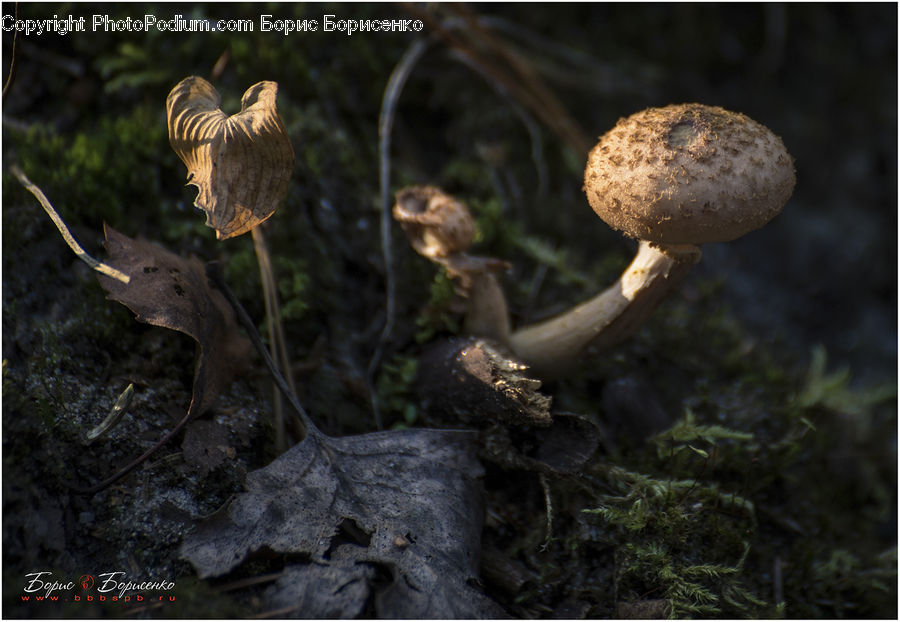 Agaric, Amanita, Fungus, Mushroom, Plant, Amphibian, Toad