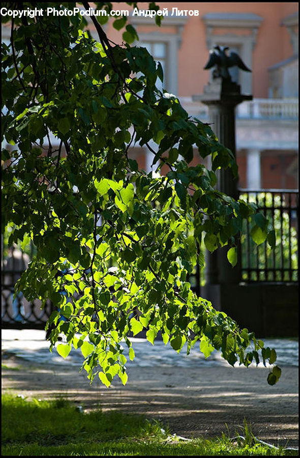Plant, Vine, Potted Plant, Ivy, Herbal, Herbs, Planter