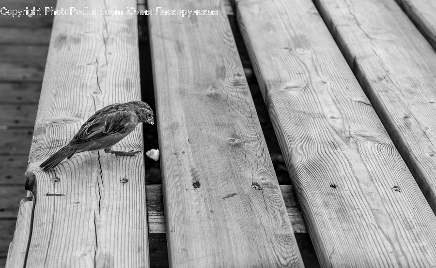Bird, Finch, Wood, Sparrow, Swallow, Column, Pillar