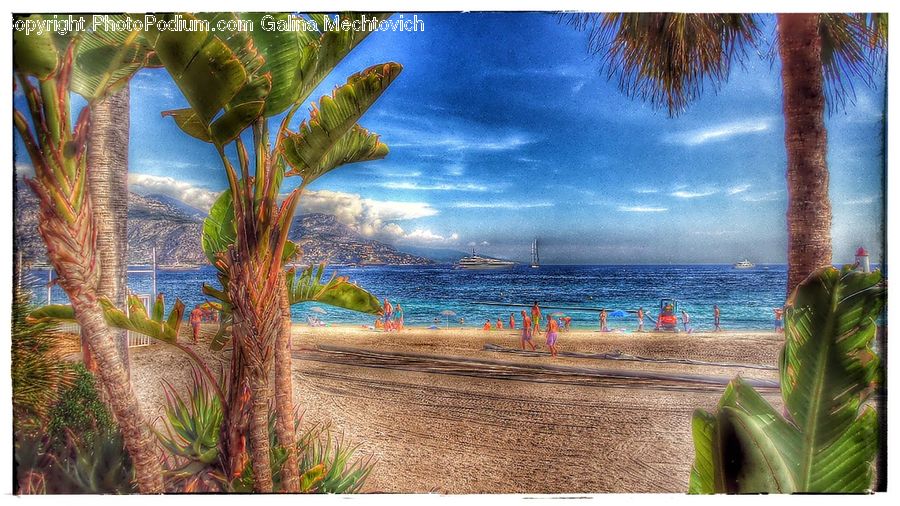 Beach, Coast, Outdoors, Sea, Water, Palm Tree, Plant
