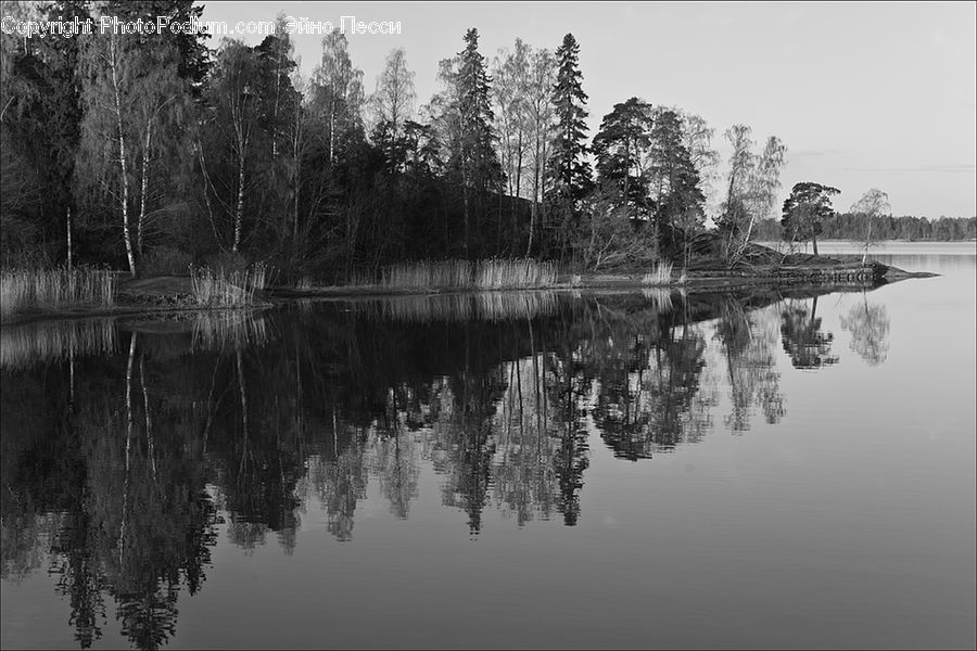 Water, Forest, Jungle