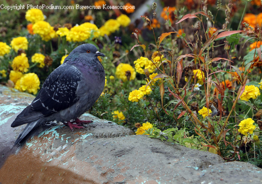 Bird, Pigeon, Dove, Asteraceae, Blossom, Flora, Flower