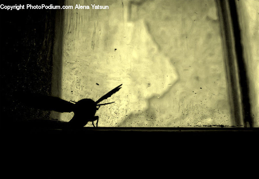 Silhouette, Cricket Insect, Grasshopper, Insect, Cockroach, Invertebrate