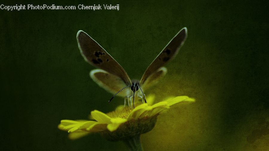 Anisoptera, Dragonfly, Insect, Invertebrate, Butterfly, Blossom, Flora