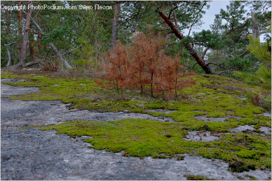 Creek, Outdoors, River, Water, Plant, Vegetation, Moss