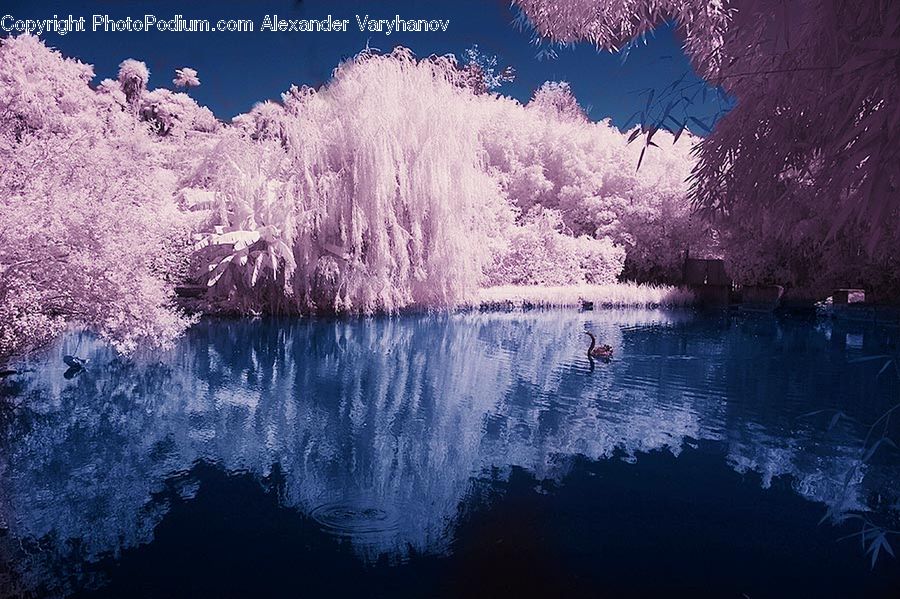 Boat, Watercraft, Blossom, Flora, Flower, Plant, Cherry Blossom
