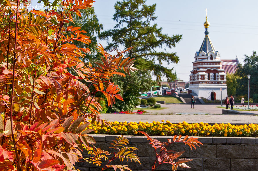 Architecture, Bell Tower, Clock Tower, Tower, Blossom, Flora, Flower