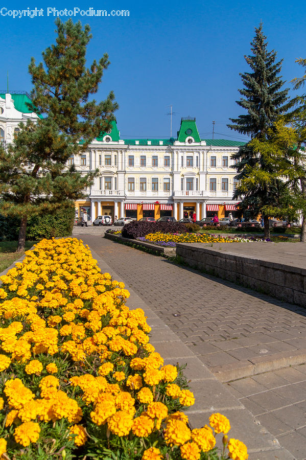 Boardwalk, Path, Pavement, Sidewalk, Walkway, Blossom, Flora