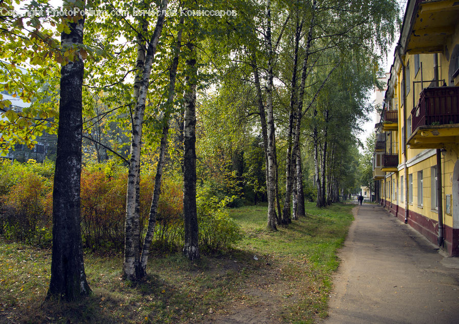 Dirt Road, Gravel, Road, Forest, Vegetation, Path, Walkway