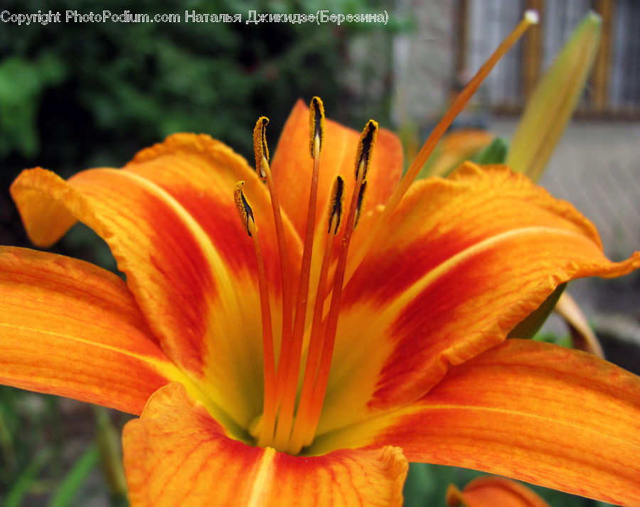 Flora, Flower, Lily, Plant, Blossom, Crocus