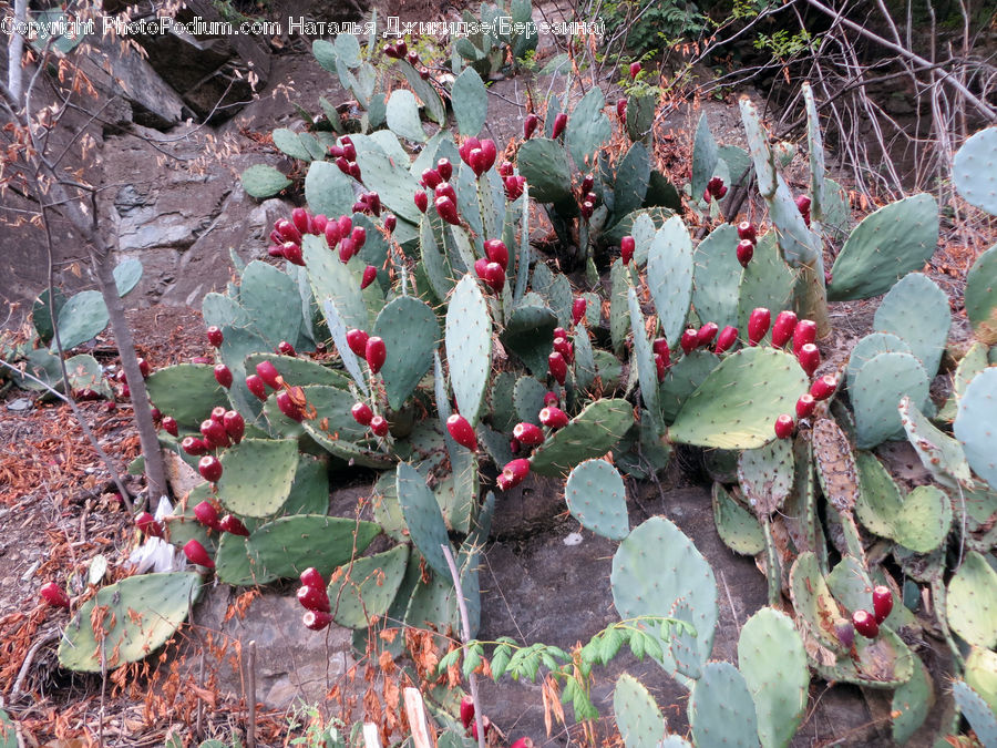 Cactus, Plant, Rubble, Brick, Blossom, Flora, Flower