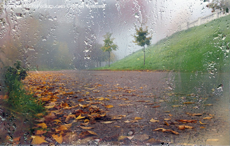 Algae, Dirt Road, Gravel, Road, Oak, Sycamore, Tree