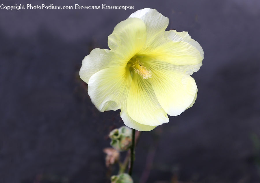 Blossom, Daffodil, Flora, Flower, Plant, Gladiolus, Fiber