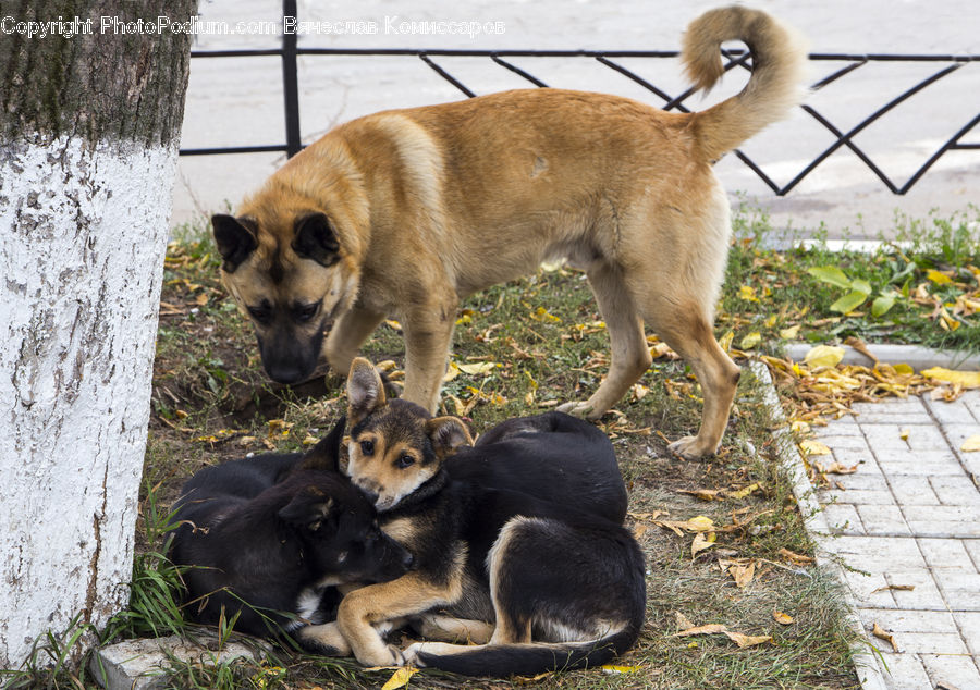 Animal, Canine, Dog, German Shepherd, Mammal, Pet, Puppy