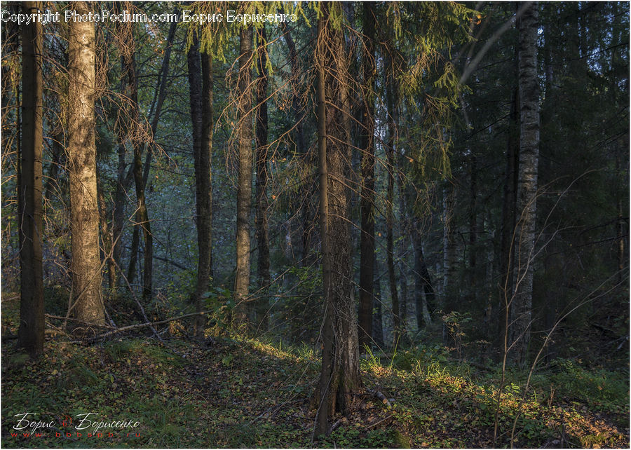 Forest, Vegetation, Grove, Land, Birch, Tree, Wood