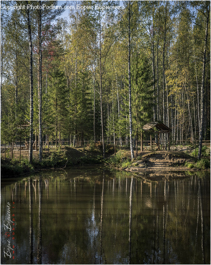 Land, Marsh, Outdoors, Swamp, Water, Forest, Vegetation