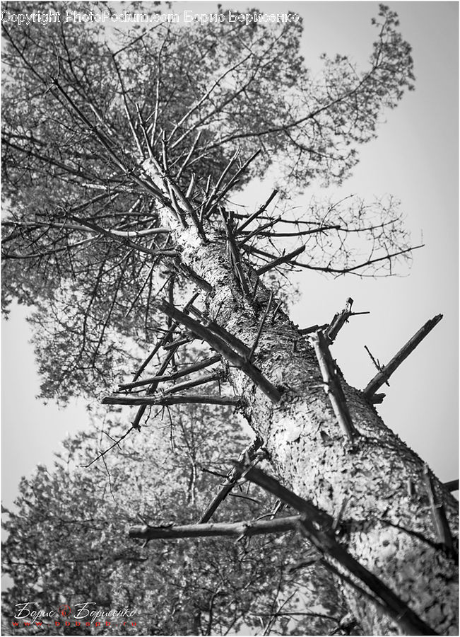 Plant, Tree, Blossom, Flora, Flower, Oak, Wood