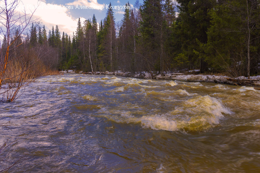 Creek, Outdoors, River, Water, Forest, Vegetation, Plant