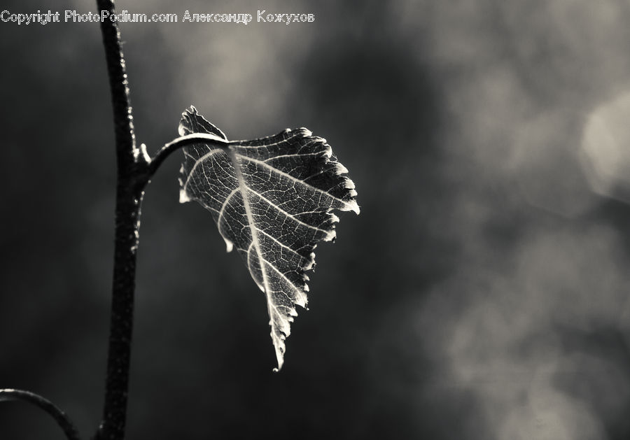 Frost, Ice, Outdoors, Snow, Plant, Conifer, Fir