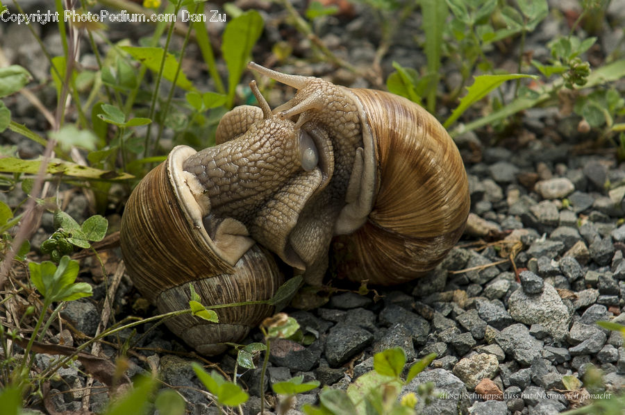 Box Turtle, Reptile, Tortoise, Turtle, Forest, Jungle, Plant