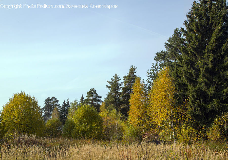 Conifer, Fir, Plant, Tree, Field, Grass, Grassland