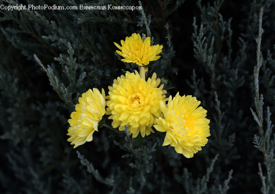 Conifer, Fir, Plant, Tree, Blossom, Flora, Flower