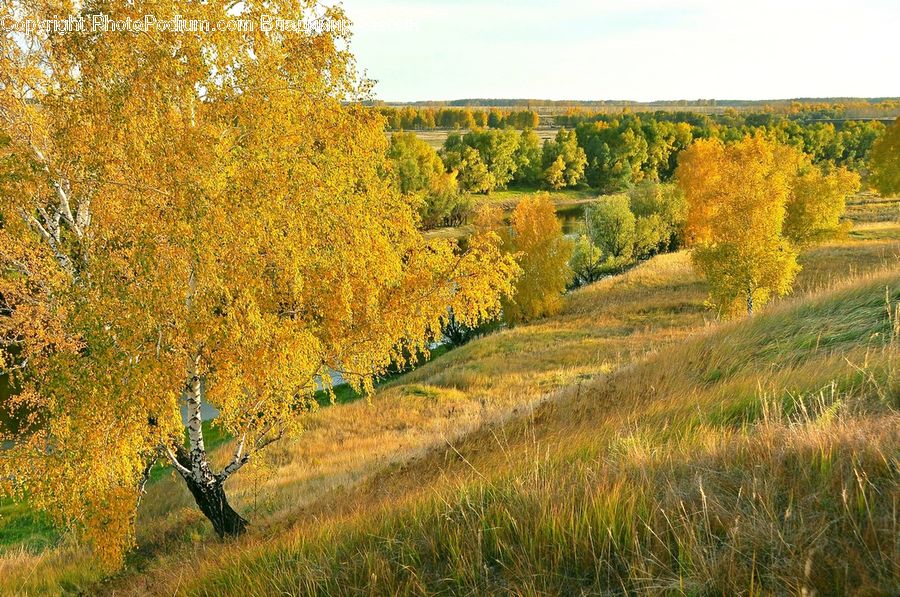 Conifer, Fir, Plant, Tree, Field, Grass, Grassland