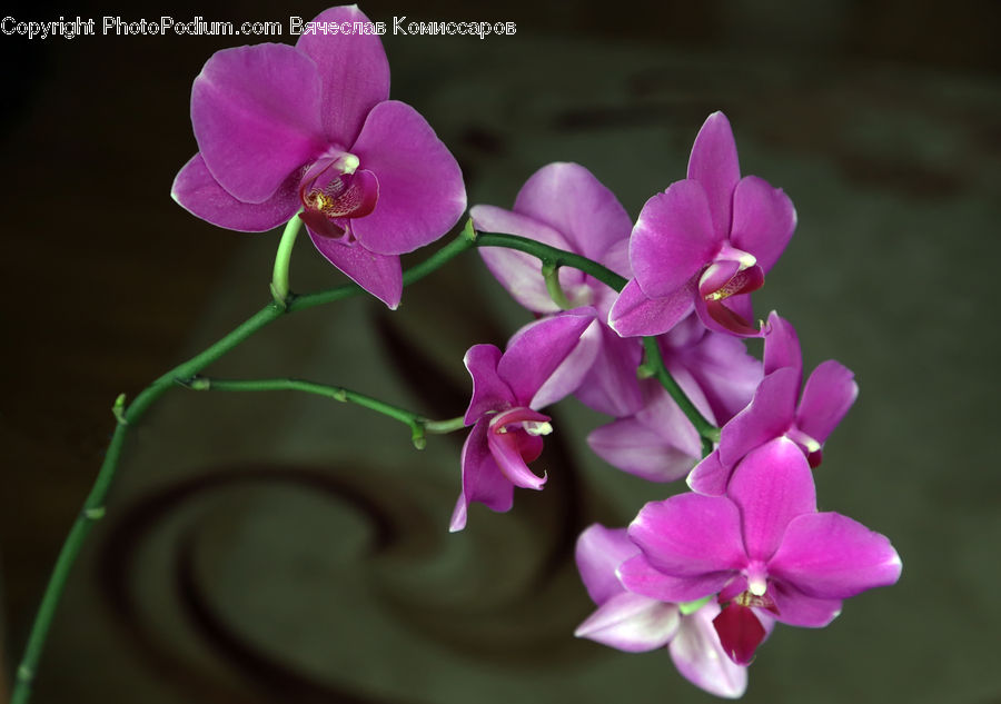 Blossom, Flora, Flower, Orchid, Plant, Geranium, Lilac