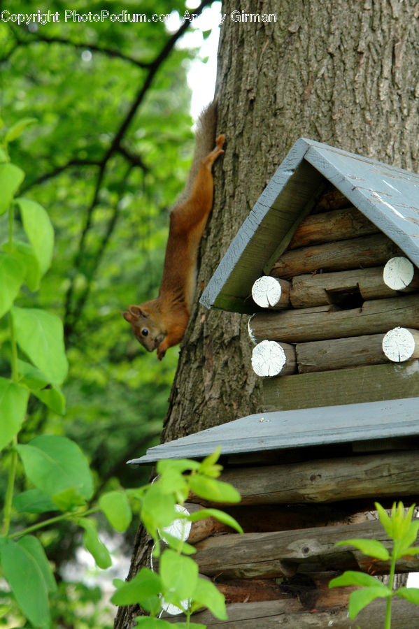Animal, Mammal, Rodent, Squirrel, Lumber, Plant, Boat