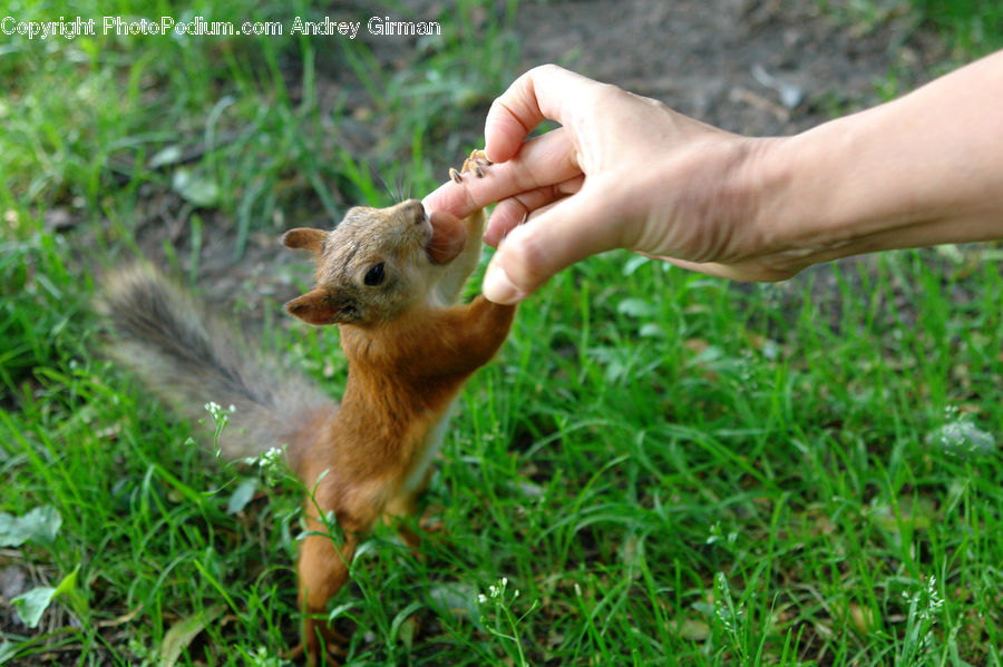 Moss, Plant, Herbs, Parsley, Animal, Mammal, Rodent