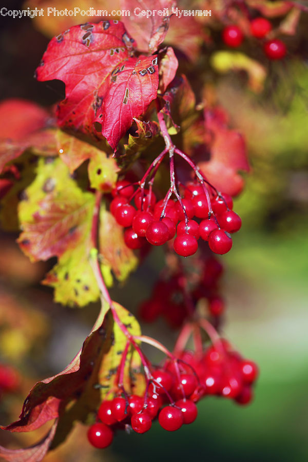 Blossom, Flora, Flower, Plant, Fruit, Grapes, Cherry
