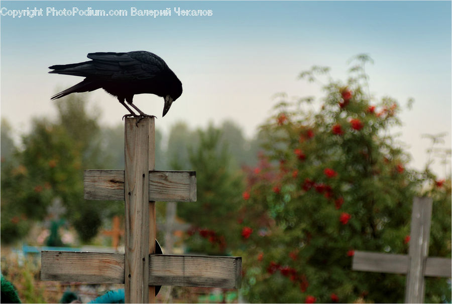 Bird, Blackbird, Crow, Bench, Conifer, Fir, Plant
