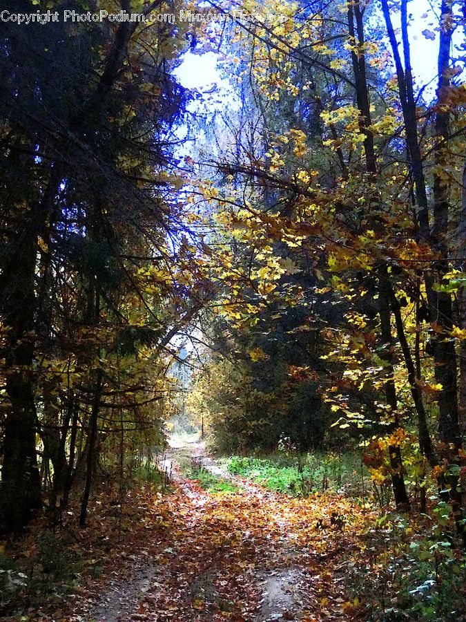 Conifer, Fir, Plant, Tree, Forest, Vegetation, Redwood