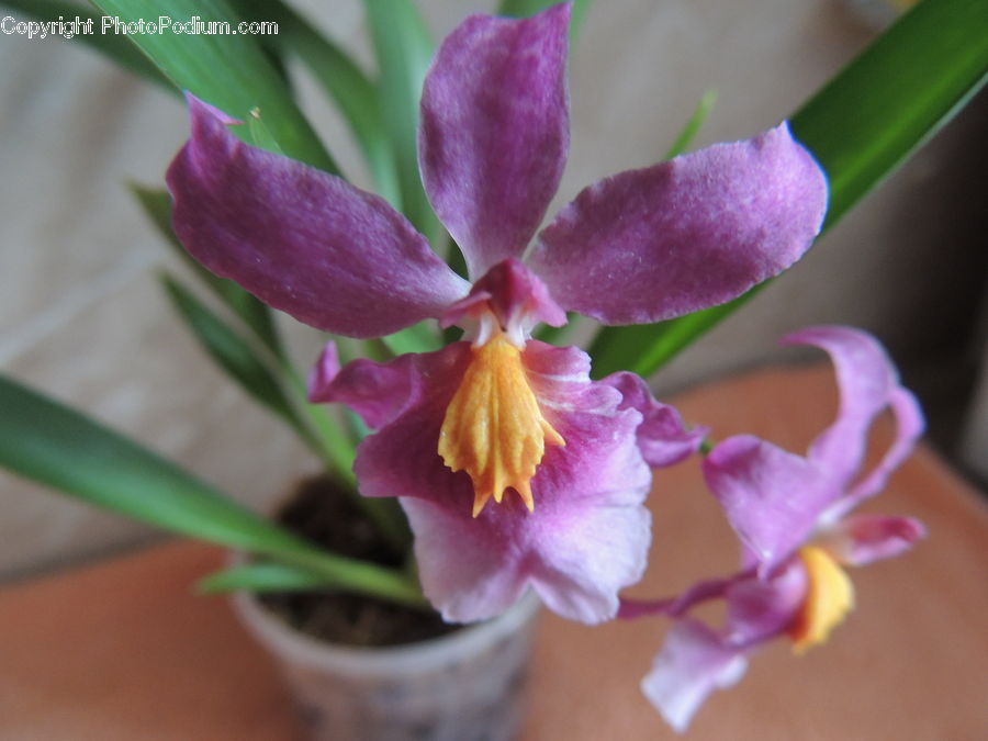 Blossom, Flora, Flower, Orchid, Plant, Gladiolus, Petal