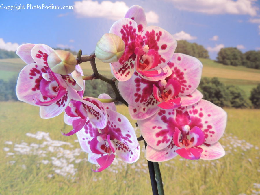 Blossom, Flora, Flower, Plant, Tulip, Cherry Blossom, Flower Arrangement