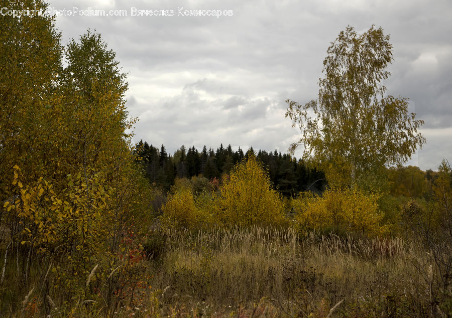 Conifer, Fir, Plant, Tree, Field, Grass, Grassland
