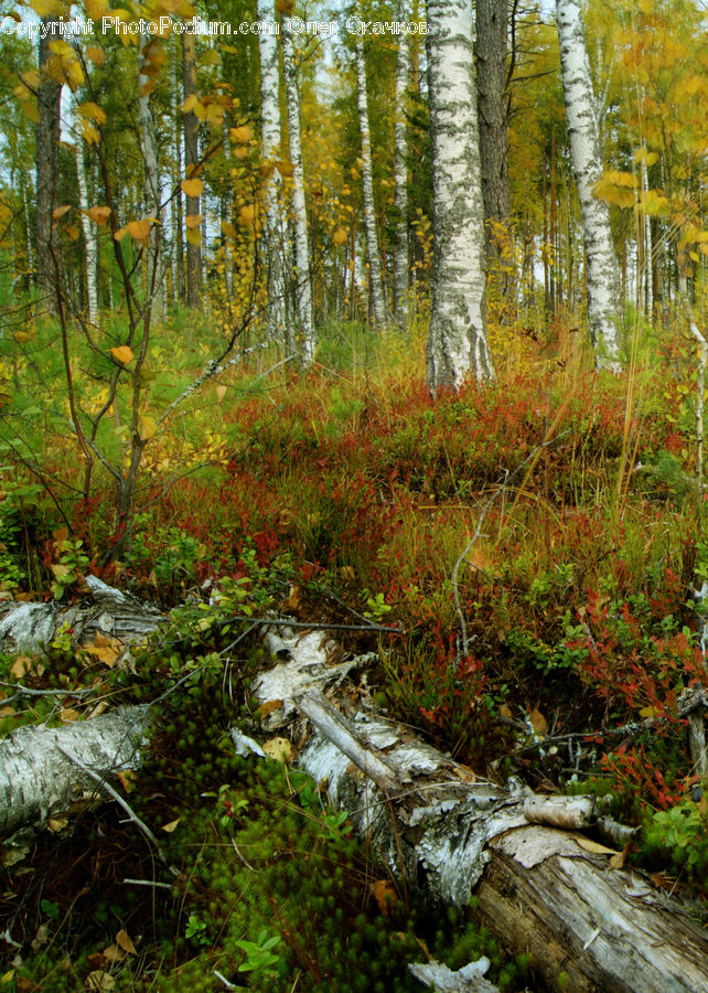 Forest, Vegetation, Creek, Outdoors, River, Water, Boardwalk