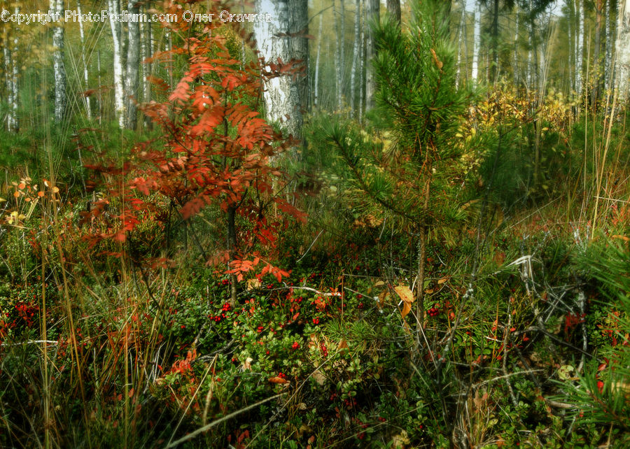 Field, Grass, Grassland, Plant, Forest, Vegetation, Conifer