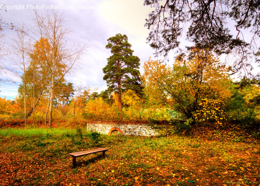 Bench, Park, Plant, Tree, Dirt Road, Gravel, Road