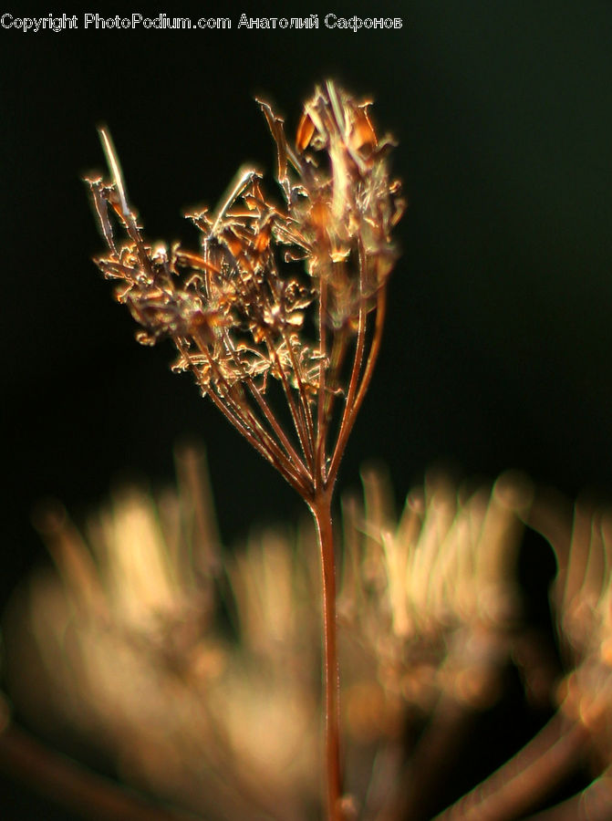 Bee, Insect, Invertebrate, Fireworks, Night, Plant, Weed